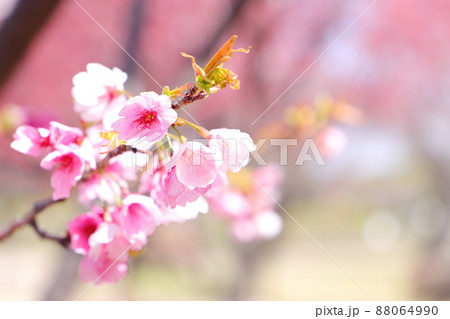 熱海桜 88064990