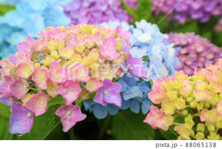 虹～紫陽花⭐ 虹色のように咲く紫陽花の写真素材 [103360694] - PIXTA