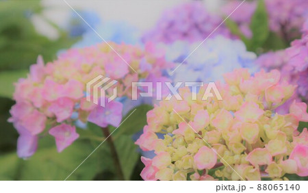 いろんな色の紫陽花 88065140