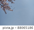 桜と青空 88065186