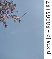 桜と青空 88065187