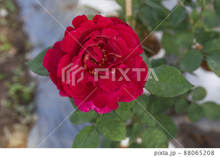 fresh red rose flower in a garden 88065208