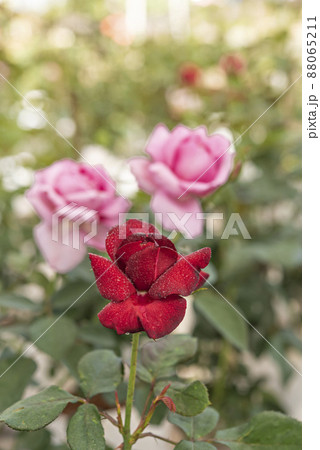 fresh red rose flower in a garden fresh red rose flower in a garden 88065211