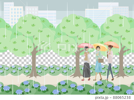 雨の日に紫陽花の咲く道を歩く女性達 雨の日に紫陽花の咲く道を歩く女性達 88065238