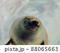 海遊館　アザラシ 88065663
