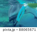 海遊館　イルカ 88065671