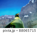 海遊館　ペンギン 88065715