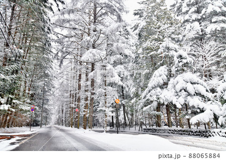 旧軽井沢 三笠通り(長野県軽井沢町)【2022.3】 旧軽井沢 三笠通り(長野県軽井沢町)【2022.3】 88065884