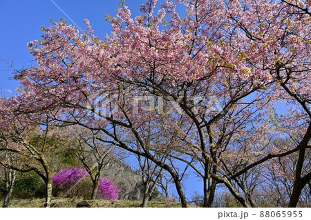 妙義山(金洞山)と桜咲くさくらの里 妙義山(金洞山)と桜咲くさくらの里 88065955