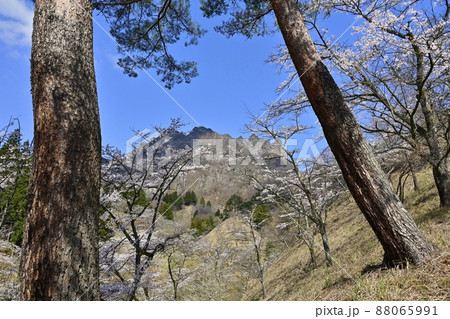 妙義山（金洞山）と桜咲くさくらの里 88065991