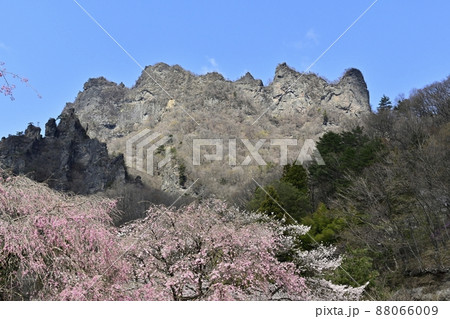 妙義山（金洞山）としだれ桜咲くさくらの里 88066009