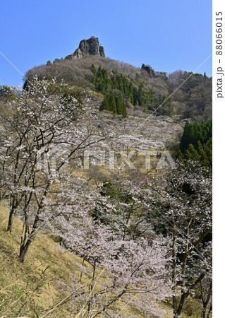 妙義山(筆頭岩)と桜咲くさくらの里 妙義山(筆頭岩)と桜咲くさくらの里 88066015