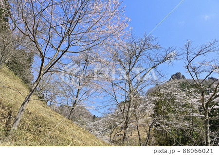 妙義山(筆頭岩)と桜咲くさくらの里 妙義山(筆頭岩)と桜咲くさくらの里 88066021
