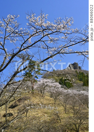 妙義山(筆頭岩)と桜咲くさくらの里 妙義山(筆頭岩)と桜咲くさくらの里 88066022