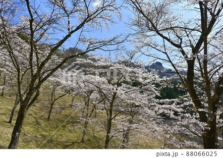 妙義山（金鶏山）と桜咲くさくらの里 88066025