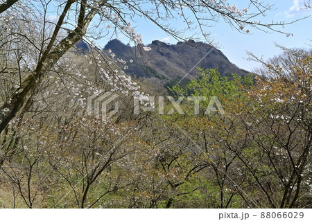 妙義山(金鶏山)と桜咲くさくらの里 妙義山(金鶏山)と桜咲くさくらの里 88066029