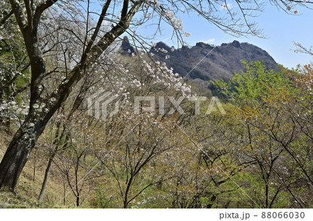 妙義山(筆頭岩と金鶏山)と桜咲くさくらの里 妙義山(筆頭岩と金鶏山)と桜咲くさくらの里 88066030