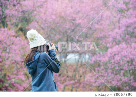 Tourist woman taking a photograph of beautiful cherry blossom flowers blooming in Northern region of Thailand in winter season. Tourist woman taking a photograph of beautiful cherry blossom flowers blooming in Northern region of Thailand in winter season. 88067390