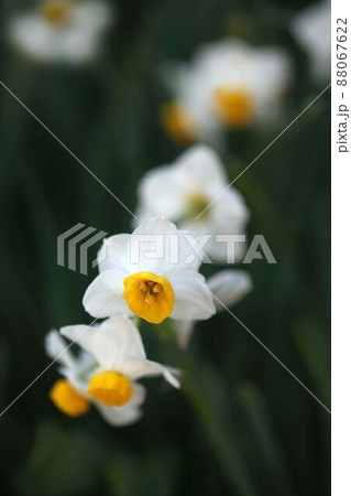 房咲き水仙　日本水仙 の花香る 88067622