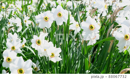 White daffodils bloom in the spring in the field and sway in the wind. The concept of agriculture, flowering, gardening  88067732