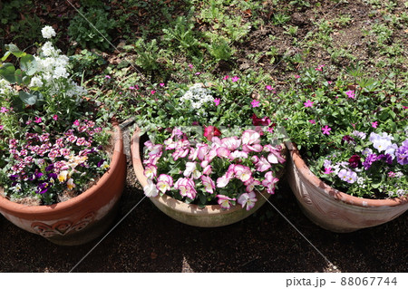 春の庭　花の寄せ植え 88067744
