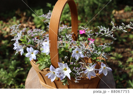 春の庭 ニラの花を生ける 春の庭 ニラの花を生ける 88067755