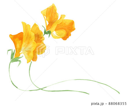 sweetpea22325pix8 88068355