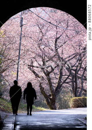 トンネルの先の河津桜 愛知県新城市 トンネルの先の河津桜 愛知県新城市 88068572