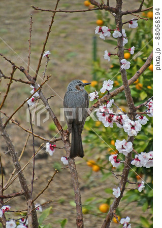 桜の木にとまるヒヨドリ 桜の木にとまるヒヨドリ 88068594
