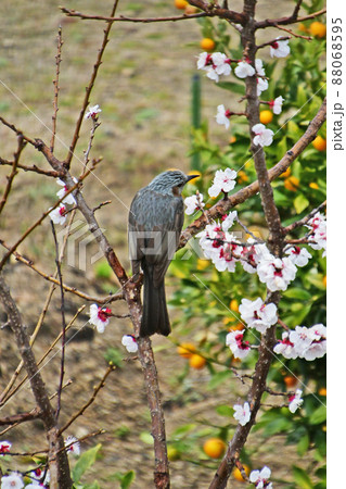 桜の木にとまるヒヨドリ 桜の木にとまるヒヨドリ 88068595