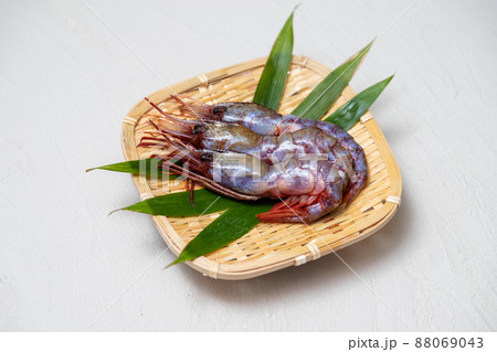 生のブドウエビ 88069043