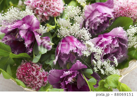 フリンジ咲きのチューリップ    88069151