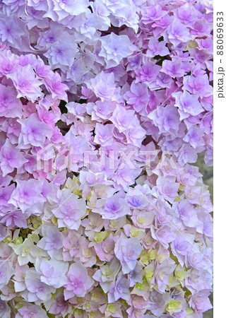 梅雨時になるとひときわ目を引くアジサイの花 青や紫、ピンクに白 淡い色のグラデーションに癒されますね 梅雨時になるとひときわ目を引くアジサイの花 青や紫、ピンクに白 淡い色のグラデーションに癒されますね 88069633