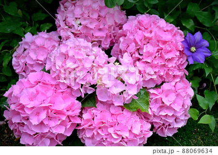 梅雨時になるとひときわ目を引くアジサイの花 青や紫、ピンクに白 淡い色のグラデーションに癒されますね 梅雨時になるとひときわ目を引くアジサイの花 青や紫、ピンクに白 淡い色のグラデーションに癒されますね 88069634