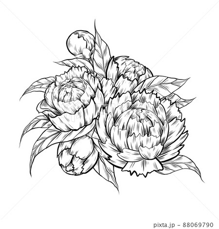 Vector monochrome sketch illustration of peony flowers with foliage. Contour ink Image of natural floral bouquet with hatching 88069790