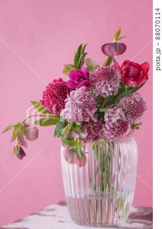 スカビオサ　春の花 　ピンク色の背景 88070114