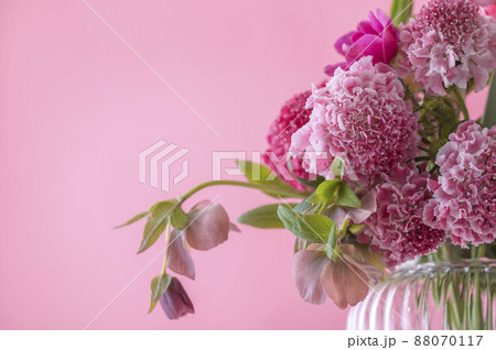 スカビオサ　春の花 　ピンク色の背景 88070117