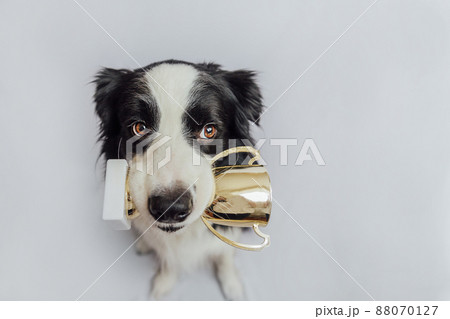 Cute puppy dog border collie holding gold champion trophy cup in mouth isolated on white background. Winner champion funny dog. Victory first place of competition. Winning or success concept 88070127