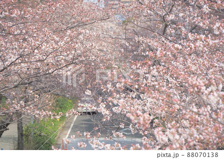 五分咲きの桜並木 五分咲きの桜並木 88070138