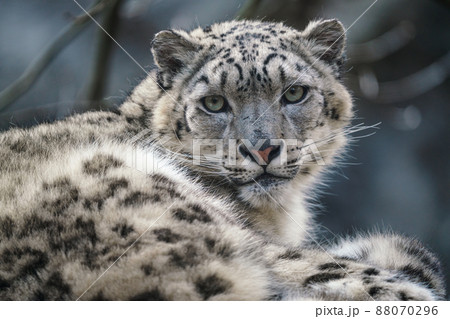 Portrait of a snow leopard, Panthera uncia 88070296
