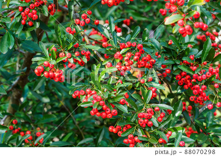 Firethorn berries. Pyracantha coccinea scarlet firethorn ornamental shrub, rosaceae evergreen shrub. 88070298