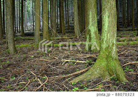 足柄山地の矢倉岳 山伏平ハイキングコースの杉林 足柄山地の矢倉岳 山伏平ハイキングコースの杉林 88070323