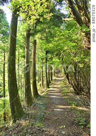 足柄山地の矢倉岳 矢倉岳ハイキングコースの尾根道 足柄山地の矢倉岳 矢倉岳ハイキングコースの尾根道 88070326