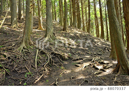 足柄山地の矢倉岳 ハイキングコースに落ちる陽光 足柄山地の矢倉岳 ハイキングコースに落ちる陽光 88070337