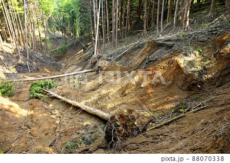 足柄山地の矢倉岳　崩落と倒木 88070338