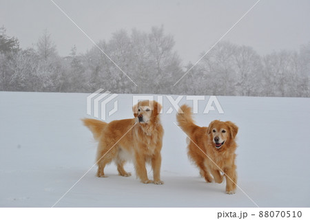 白銀の景色に犬たち 88070510