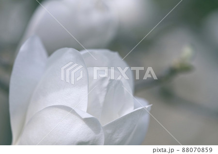 ハクモクレン（白木蓮） 88070859