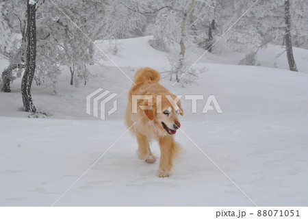 雪の中を歩く犬 雪の中を歩く犬 88071051