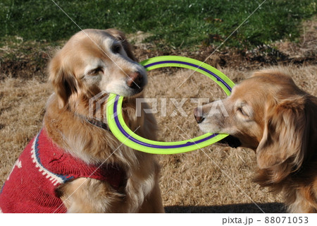フリスビーを取り合う犬 88071053