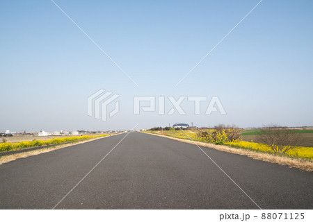 コスモスアリーナふきあげ近くの菜の花 88071125